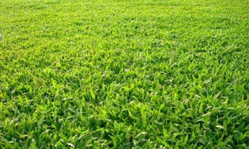 Những đặc trưng chung của loại cỏ trồng sân bóng đá